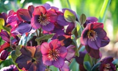 It’s time to multiply those plants you already love, such as hellebores.
