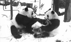 Ching Ching, left, meets Chia Chia after 9 months. Used 14 Dec 1988 and 23 Dec 1981

GNM Archive ref: GUA/9/1/1/A box 13