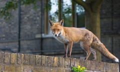 A fox standing on an urban wall.