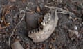 An ancient jawbone from a Bedfordshire country churchyard.