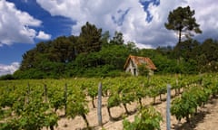 A cabernet franc vineyard at Saint-Nicolas-de-Bourgueil.