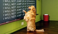 Illustration of a dog at a blackboard writing lines that say: I will not jump up at strangers