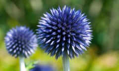 Echinops rito ‘Veitch’s Blue’