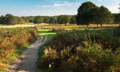 Autumn in Richmond Park, Surrey