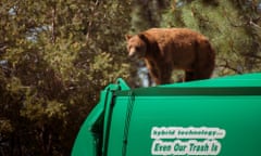 In this July 18, 2016 photo provided by Evan Welsch, a bear hitches a ride on top of a garbage truck in Los Alamos National Labs in Los Alamos, N. M. Helicopter mechanic Welsch, who snapped photos of the bear, said about 30 Forest Service and National Park workers had gathered around to see the spectacle when it was suggested that the driver back up near a tree to give the animal an escape route. The bear clamored for the tree and stayed up there about an hour or two before scurrying down and running off. (Evan Welsch via AP)