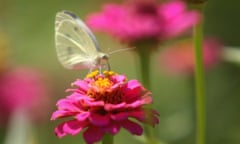 Brimstone Butterfly<br>epa02859606 A brimstone butterfly sits on a flower in the town of Uzda, some 60 km from Minsk, Belarus, 07 August 2011. EPA/TATYANA ZENKOVICH