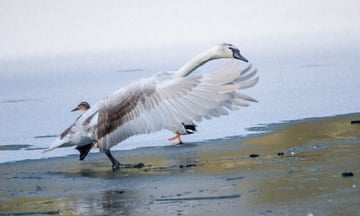 Right place, right time! I spent a freezing hour or so by the lake hoping to capture an interesting image and was rewarded by capturing this juvenile mute swan slithering and skating on the ice