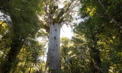 New Zealand 2013-2014. Waipoua Kauri Forest, Northland. Tane Mahuta, largest surviving Kauri tree.<br>E1P90Y New Zealand 2013-2014. Waipoua Kauri Forest, Northland. Tane Mahuta, largest surviving Kauri tree.