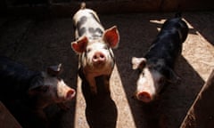 Pigs sniff for food at a farm on the outskirts of Mexico City, Saturday April 25, 2009. Mexican officials are taking measures to contain a combination of swine, bird and human influenza that people may have no natural immunity to and which has claimed the lives of as many as 68 people in Mexico. (AP Photo/Marco Ugarte)