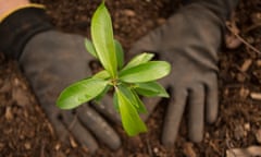 planting a seedling tree<br>green tree Regeneration