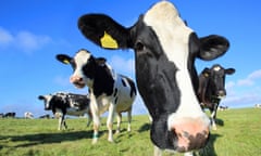 Cows in field