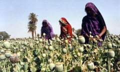 Women cultivate poppy plants near Bhopal, India.