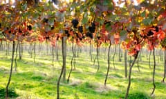 A vineyard with dappled sunlight shining through the red leaves of the vines