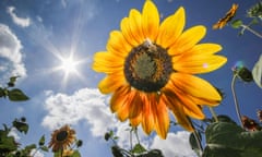 Large sunflower