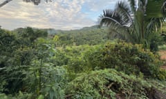 View of tree tops in the jungle