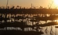 Dead trees stand in a recently deforested section of the Amazon rainforest