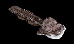 Image of the nearly complete skeleton from fossils recovered in Namibia of a giant salamander-like creature