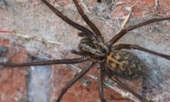 Giant House Spider (Eratigena atrica), in a Brick Compost Bin in a British Garden. Exeter, UK.<br>2AF94YH Giant House Spider (Eratigena atrica), in a Brick Compost Bin in a British Garden. Exeter, UK.