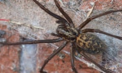 A giant house spider (Eratigena atrica) on a brick wall in a British garden.