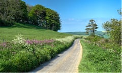 Dorset country lane in spring-time<br>E0XN3F Dorset country lane in spring-time Wildflowers on road verges