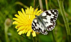 A marbled white butterfly rests on a dandelion flower at Anvil Point in Dorset.