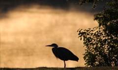 heron on riverbank