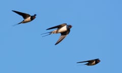 Three swallows in flight