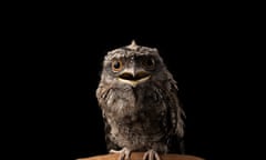 Young Tawny Frogmouth