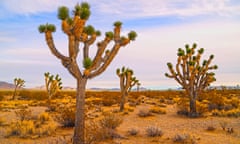 A desert scene at dusk with a sky tinged blue and lavender. In the foreground are five spiny trees.