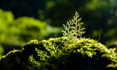 Detail of a small tree, growing out of moss.