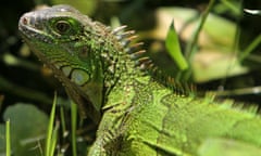 A Green Iguana is seen at the National Biodiversity Park near Heredia, Costa Rica.