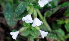 Pulmonaria officinalis ‘Sissinghurst White’ likes cool shady corners.