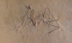 The Munich specimen of the transitional bird Archaeopteryx.