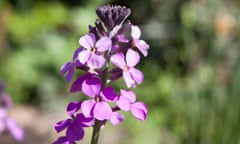 Erysimum ‘Bowles’s Mauve’ is a pretty spring bloom