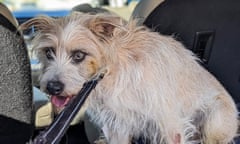 A dog rests in a vehicle.