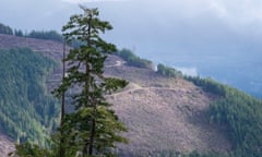 The remains of a cut block are seen in the Fairy Creek logging area near Port Renfrew, British Columbia.