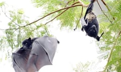 China reports surge in new confirmed cases of the mysterious SARS-like coronavirus<br>epa08150246 (FILE) - Two Livingstone's fruit bats (Pteropus livingstonii) are seen in Zuercher Zoo in Zurich, Switzerland, 18 August 2010 (reissued 22 January 2020). China's Centre for Disease Control and Prevention confirmed a possible link to a virus found in fruit bats, while authorities confirmed 440 cases of Wuhan pneumonia with nine deaths. The respiratory virus was first detected in Wuhan, China, and can be passed between humans.  EPA/WALTER BIERI *** Local Caption *** 02291633