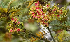 Summer flowers of the large evergreen half-hardy shrub, Lomatia ferruginea<br>EY795H Summer flowers of the large evergreen half-hardy shrub, Lomatia ferruginea