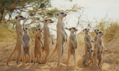 Stand to attention: more animal magic with Attenborough.