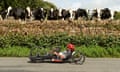 Saeed Aldhaheri speeds past a herd of cows during the H4 para-cycling road race at the UCI world championships.