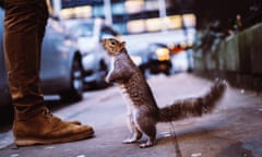 Squirrels closer to the centre of the city showed signs of lung damage in the air pollution study.