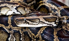 a Burmese python