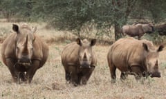 Rhinos in a reserve in western Zimbabwe near the Hwange national park.