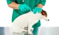 A vet applies flea and tick treatment to the back of a small dogs neck