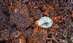 Close-up view of a white chafer grub