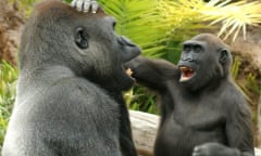 Two gorillas playing with each other