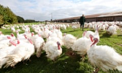 Turkeys on Bernard Matthews farm