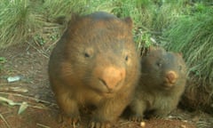 A sensor camera photo of a mother wombat and her in joey taken in the Southern Ranges in NSW as part of the Eyes on Recovery project,  06.04.2023
Eyes on Recovery is a large-scale sensor camera project. and a collaboration between WWF, Conservation International, and local land managers and research organisations. Google-powered AI technology has been trained to identify Australian animals in photos to track the recovery of threatened species following the 2019-20 bushfires.