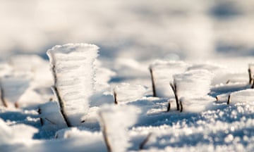 Ice flags<br>It was a coat deep coat of snow on the high moors of the peak district on Monday. The tips of the grass poking through the snow looked like little frozen ice flags.