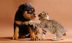 animal friendship : Rottweiler dog puppy and domestic cat kitten<br>AJT087 animal friendship : Rottweiler dog puppy and domestic cat kitten